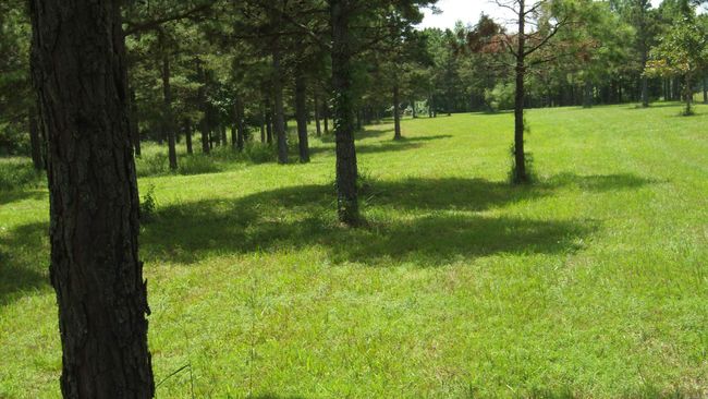 00 Morgan Rd, Home with 0 bedrooms, 0 bathrooms and null parking in Rose Bud AR | Image 17