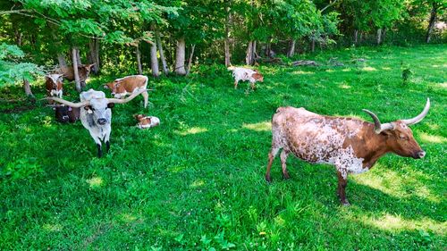 1024 E Depot St, Shelbyville, TN, 37160-4729 | Card Image