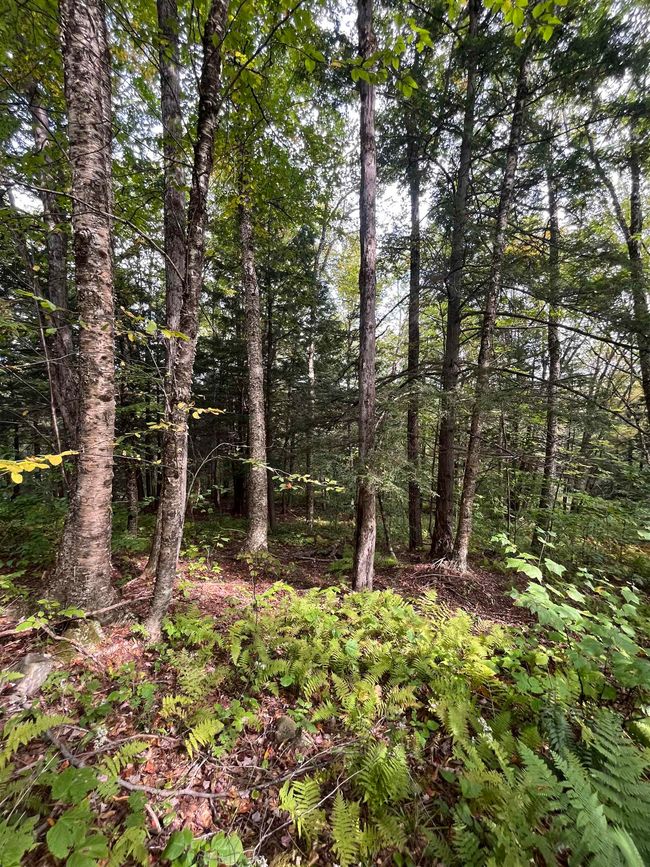 0 Wymans Falls Rd, Home with 0 bedrooms, 0 bathrooms and null parking in Chester VT | Image 6