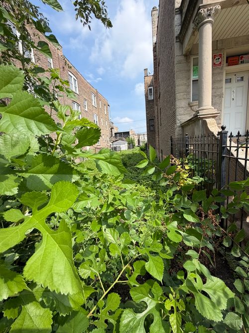 1517 S Millard Ave, Chicago, IL, 60623-2017 | Card Image