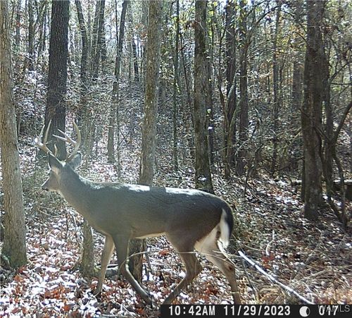 3025 Potato Patch Creek Rd, Marion, AL, 36756-5307 | Card Image