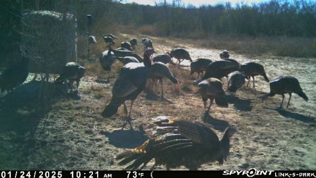 0 Blackbrush Spur, Home with 0 bedrooms, 0 bathrooms and null parking in George West TX | Image 14