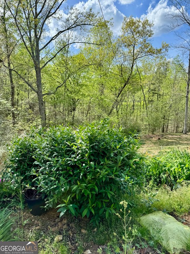 1037 County Road 43, Home with 0 bedrooms, 0 bathrooms and null parking in HEFLIN AL | Image 18