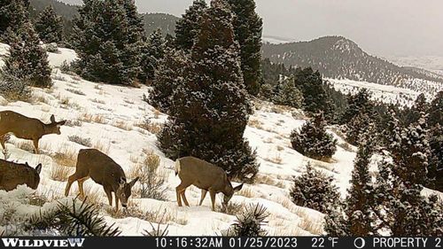 74 Pony Express Trl, Ramsay, MT, 59748 | Card Image