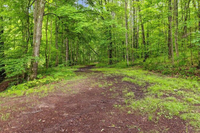 Trails up to the woods | Image 8