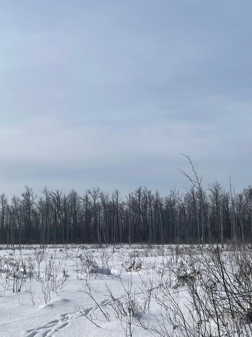 TBD Highway 73, Floodwood, MN, 55736 | Card Image