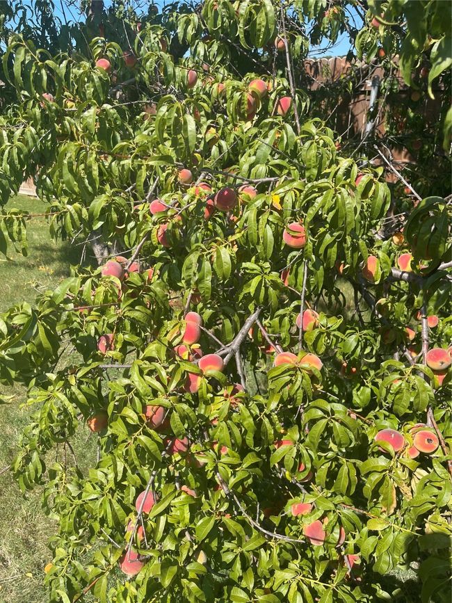 Peaches are ready to be picked! | Image 38