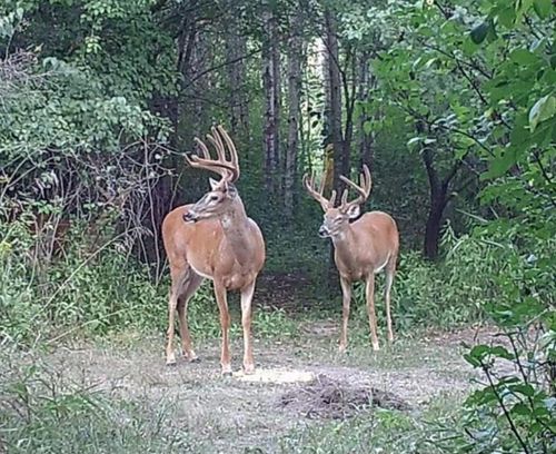 2830 185th Ave Ne, Foley, MN, 56329-9796 | Card Image