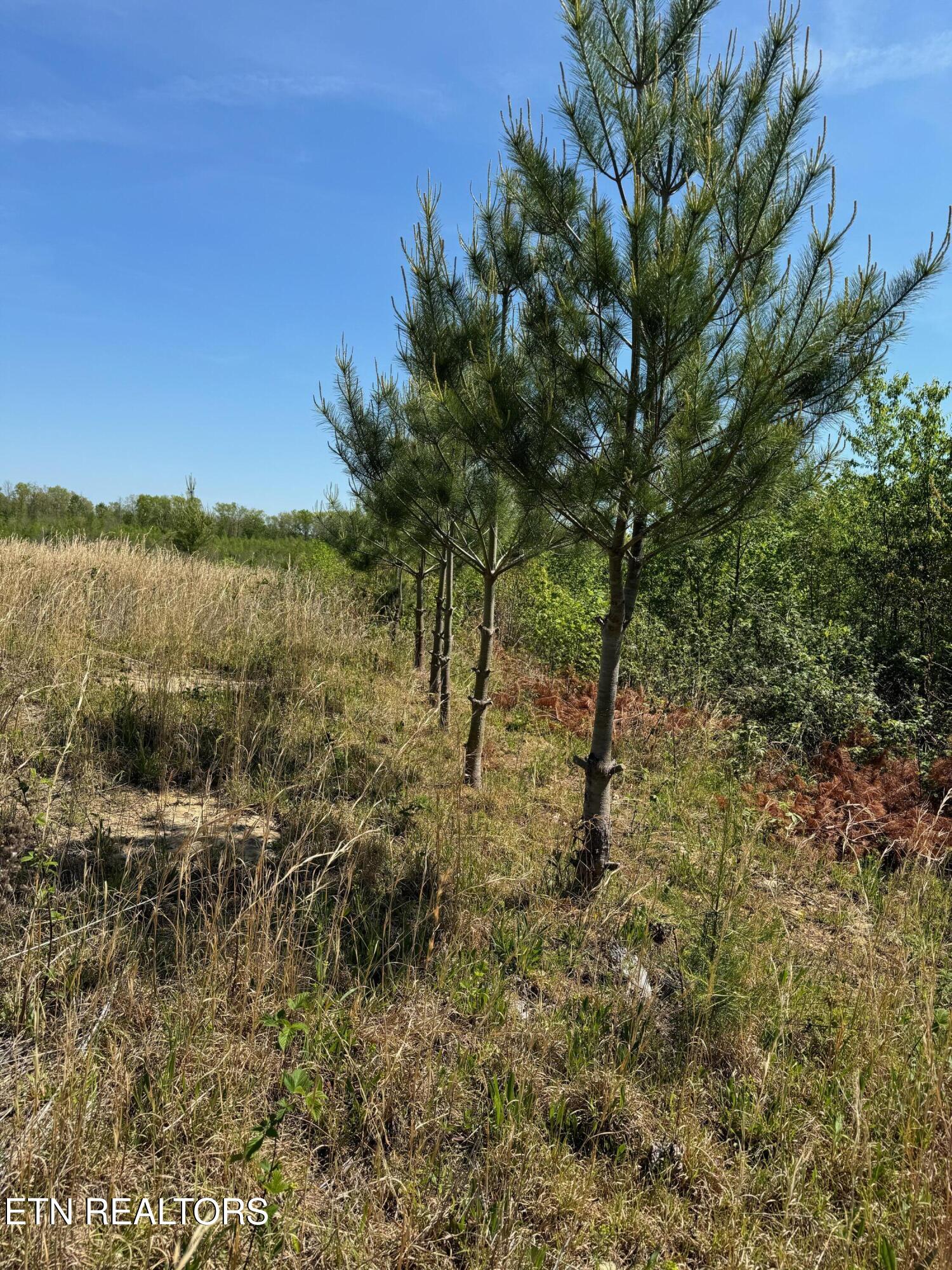 Land in Sunbright 4