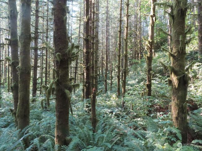 0 XXX State Route 4 W, Home with 0 bedrooms, 0 bathrooms and null parking in Grays River WA | Image 9