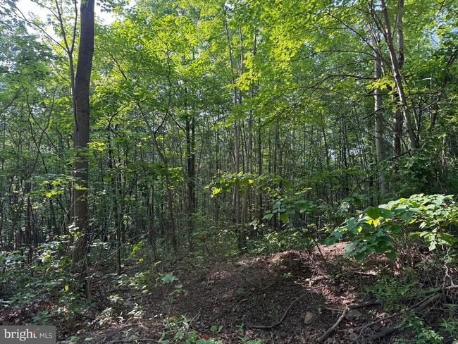 1337 Shanghai Rd, Home with 0 bedrooms, 0 bathrooms and null parking in BERKELEY SPRINGS WV | Image 11