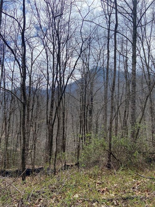 27 Mayfly, Tuckasegee, NC, 28783 | Card Image