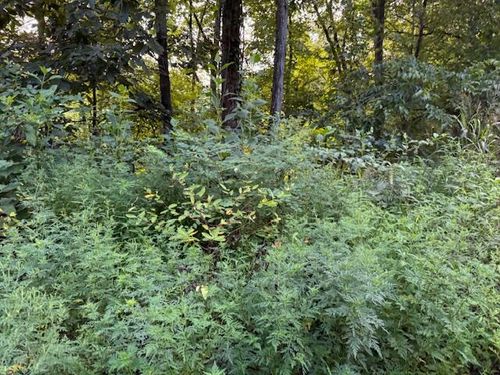 529 Highway 25 70 E, Del Rio, TN, 37727 | Card Image