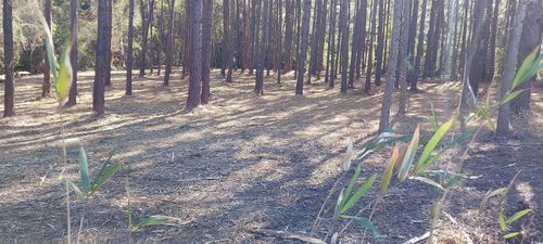 0 Millers Rd, Mullins, SC, 29574 | Card Image