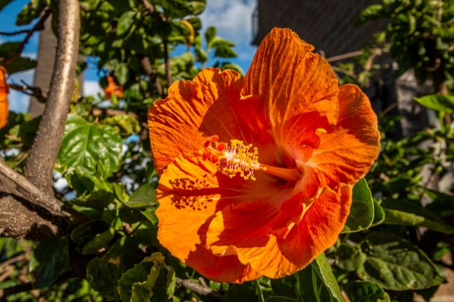 APT-301 - 938 S Kihei Rd, Condo with 1 bedrooms, 1 bathrooms and null parking in Kihei HI | Image 43