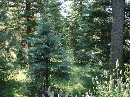 Lot 68 Aspen Ridge Ln, McCall, ID, 83638 | Card Image