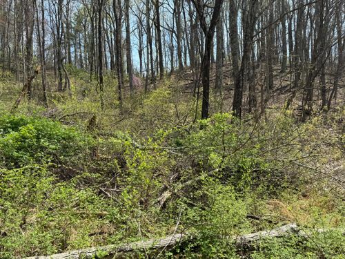 Lot 3 &amp; 4 Murray Hollow Rd, Thaxton, VA, 24174 | Card Image