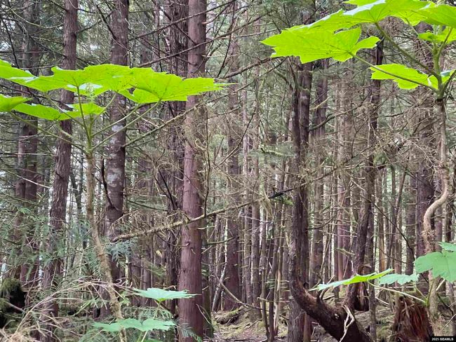 LOT-2-BLOCK-1 - NHN Legal Address Only, Home with 0 bedrooms, 0 bathrooms and null parking in Ketchikan AK | Image 12