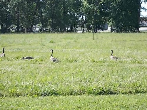 454 Beyers Lake Est, Pana, IL, 62557-9724 | Card Image