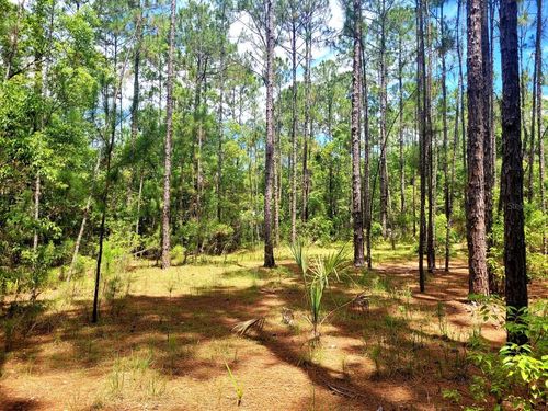 tbd Tropical Drive, Eustis, FL, 32726 | Card Image