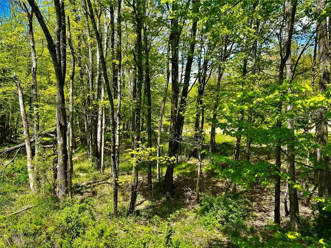 View of undeveloped land | Image 15