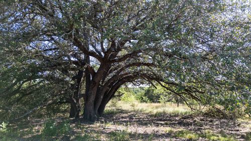 Lot 2 Ph 3 Pr 4218, Evant, TX, 76525 | Card Image