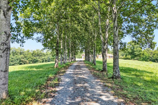 53-Tree lined drive | Image 53