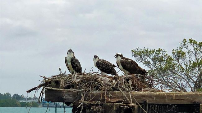 Osprey siblings | Image 54
