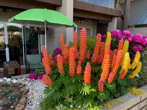 {{alt}} | Card Image