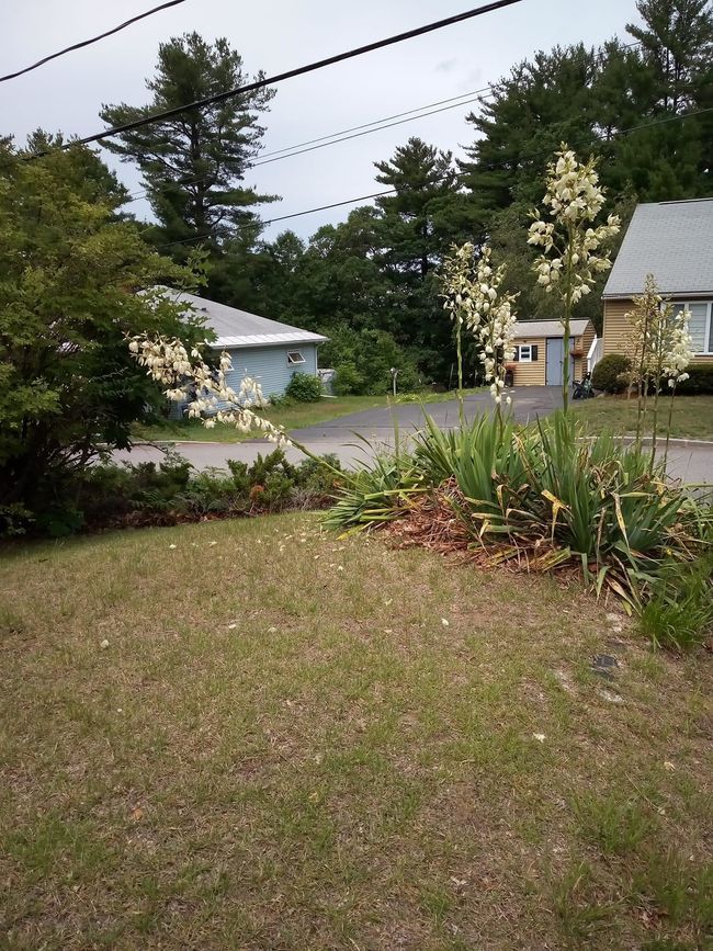 62 Maple St, House other with 2 bedrooms, 1 bathrooms and null parking in Somersworth NH | Image 46
