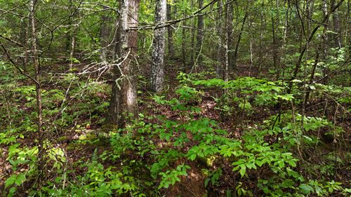 0 Steer Creek Rd, Tellico Plains, TN, 37385 | Card Image