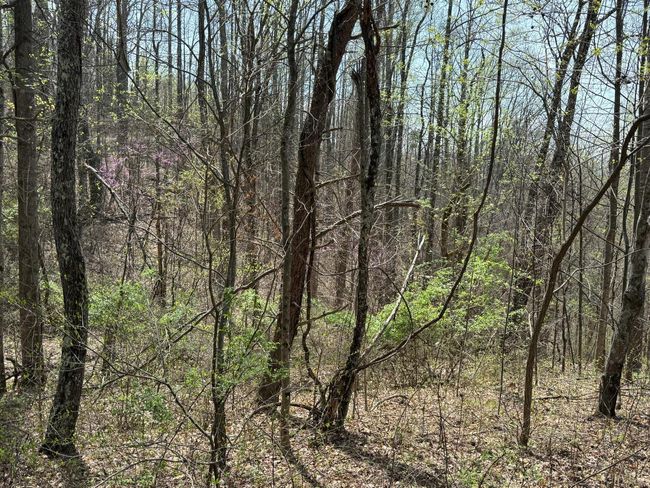 0 Murray Hollow Rd, Home with 0 bedrooms, 0 bathrooms and null parking in Thaxton VA | Image 12