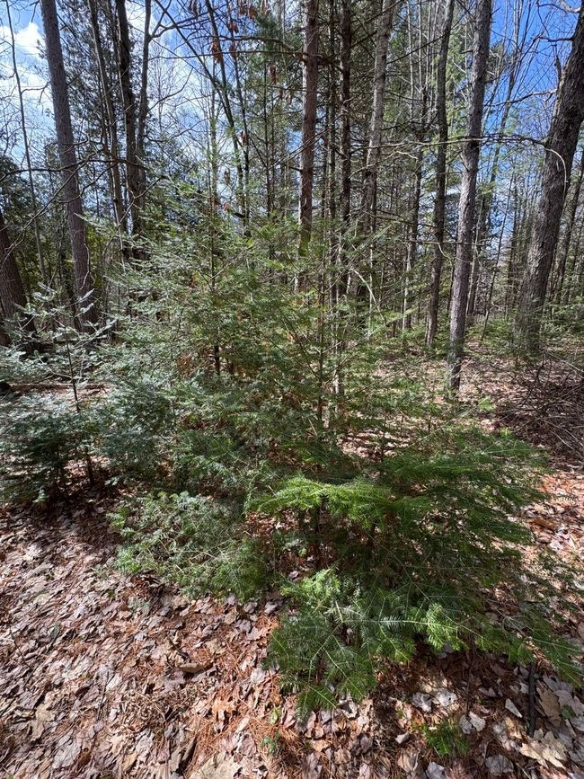 4233 Hardacre Trl, Home with 0 bedrooms, 0 bathrooms and null parking in Houghton Lake MI | Image 13