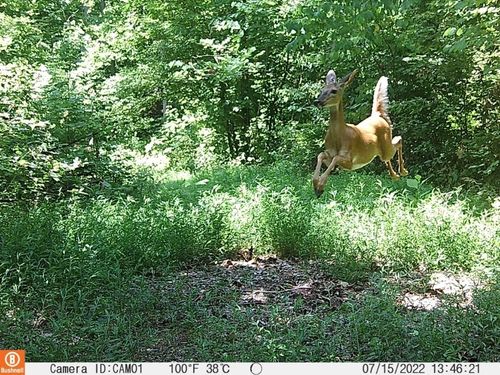 0 Herman Adams Rd, Cumberland City, TN, 37050 | Card Image