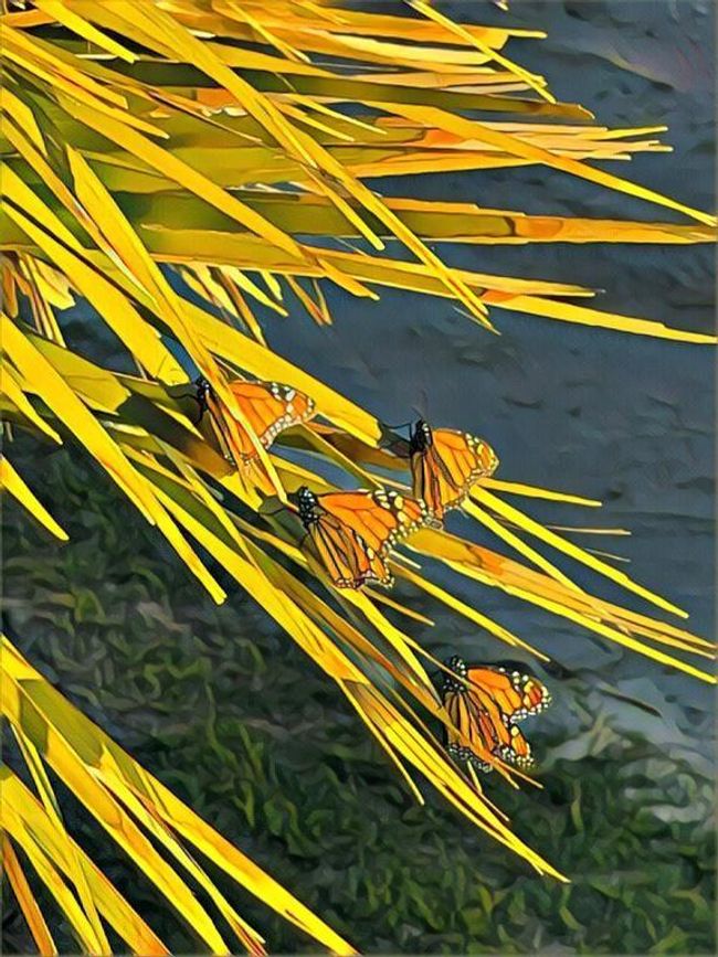 The Monarchs migrate right through Treasure Island every year... it is amazing | Image 35