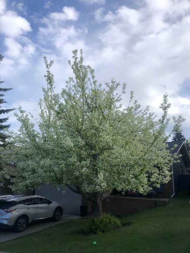 43 Coachwood Place Sw, House other with 4 bedrooms, 4 bathrooms and 4 parking in Calgary AB | Image 44