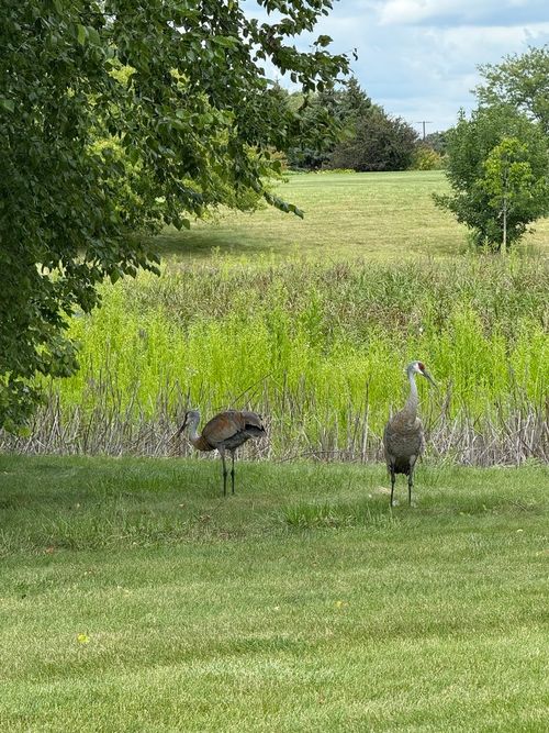 12597 Oak Grove Dr, Huntley, IL, 60142-7446 | Card Image