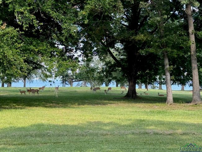 LOT 7 Watts Rd, Home with 0 bedrooms, 0 bathrooms and null parking in Jefferson TX | Image 7