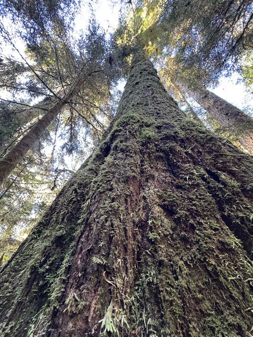 32310 Tunbridge Ave, Mission, BC, V4S1A4 | Card Image