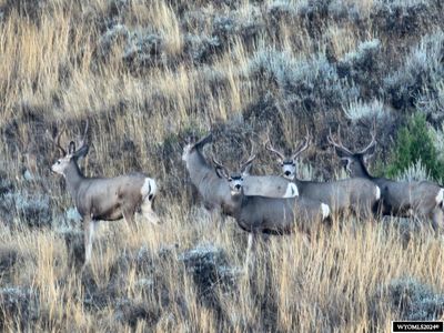 641 Decker Road, Home with 3 bedrooms, 2 bathrooms and null parking in Sheridan WY | Image 2