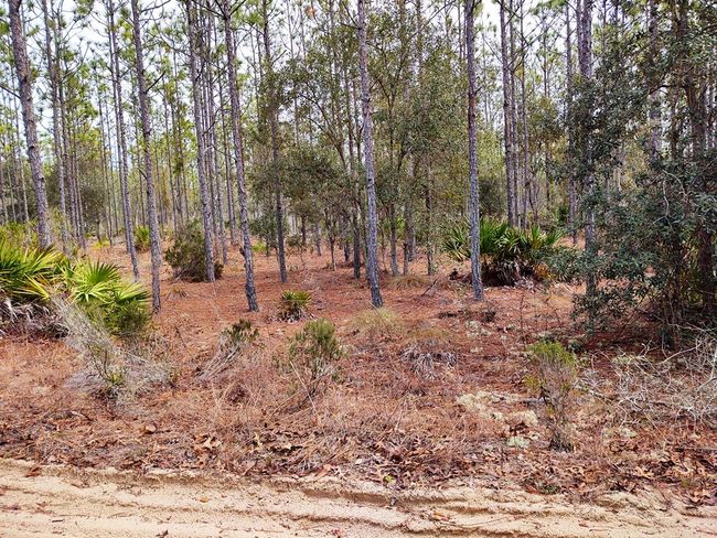 12500 Ne 87 Th Pl, Home with 0 bedrooms, 0 bathrooms and null parking in BRONSON FL | Image 14