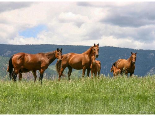 5447 Remuda Ranch Pkwy, Sedalia, CO, 80135 | Card Image