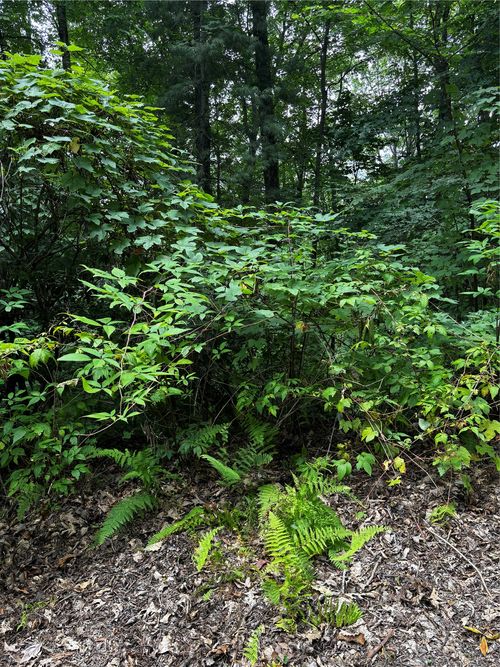 00 Kettle Creek Rd, Cashiers, NC, 28717 | Card Image