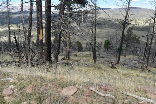 000 Soubry Pl, Fort Garland, CO, 81133 | Card Image