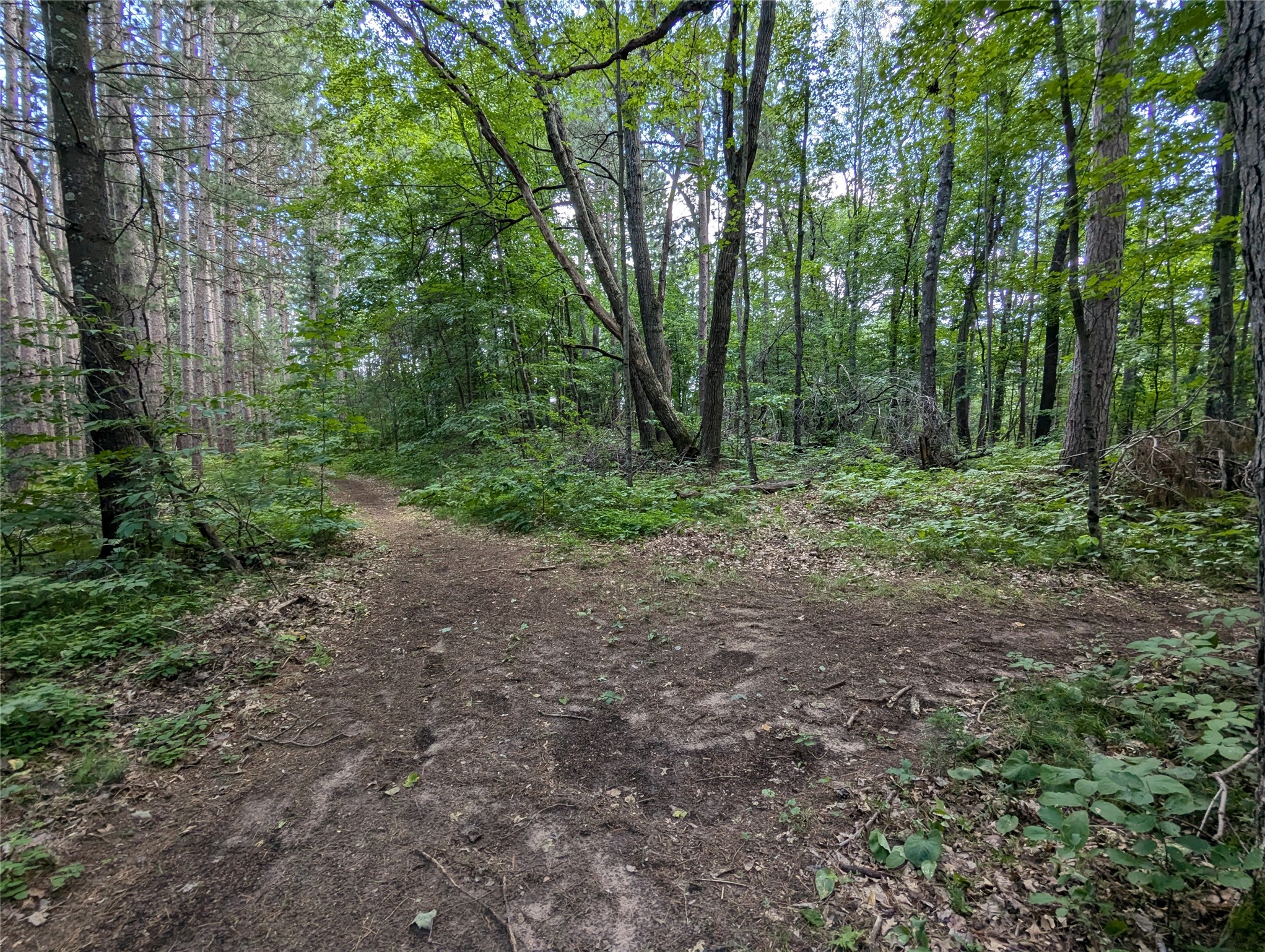 Land in Webster 5