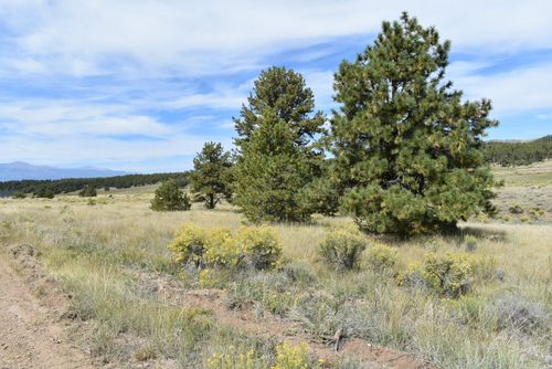 763 Apache, Westcliffe, CO, 81252 | Card Image