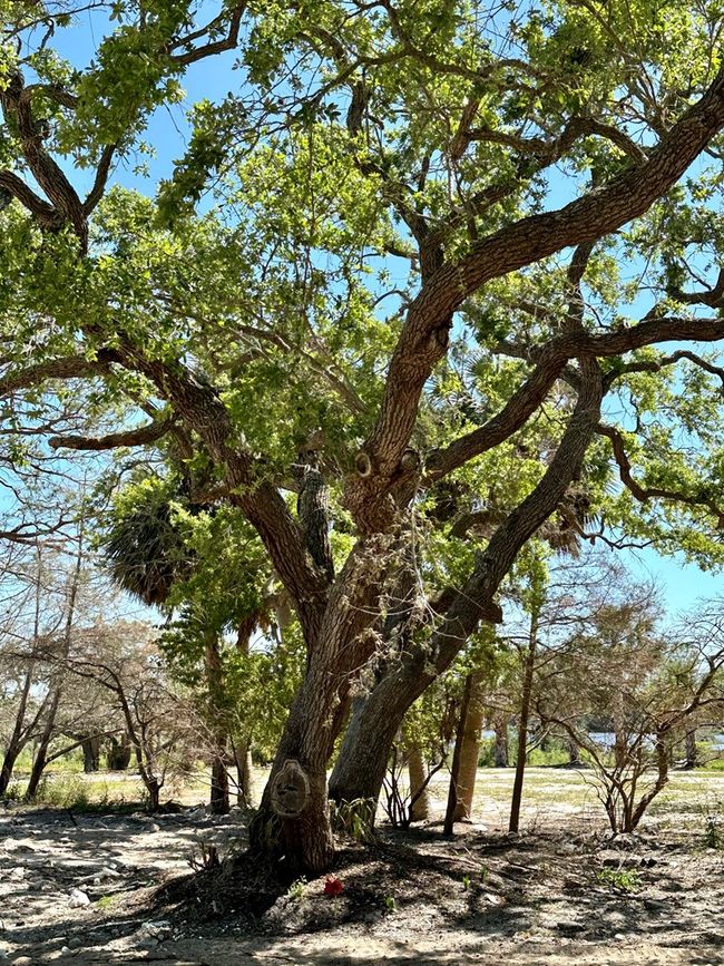 16730 Sw Airport Rd, Home with 0 bedrooms, 0 bathrooms and null parking in CEDAR KEY FL | Image 27
