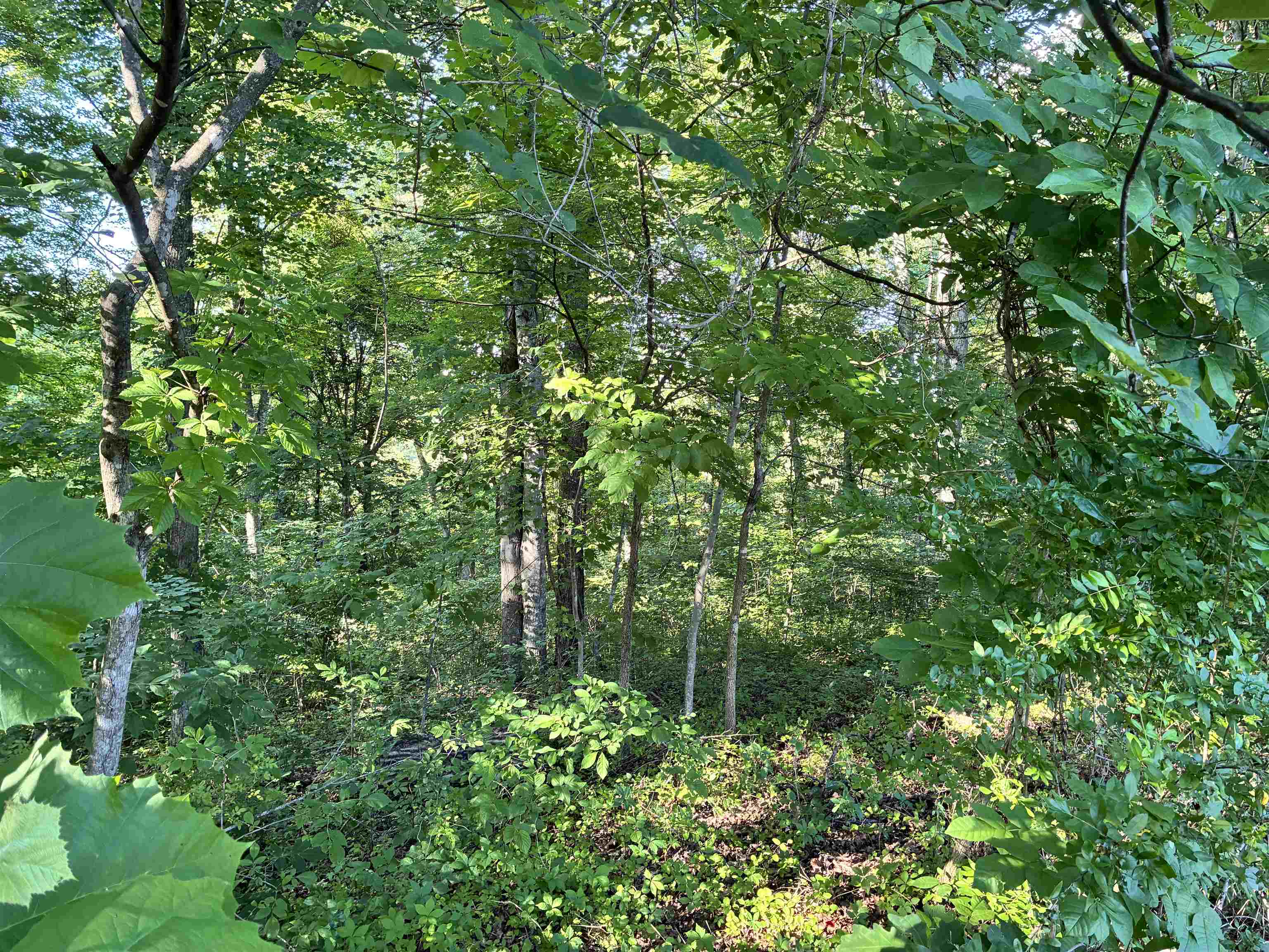 Land in Louisa 2
