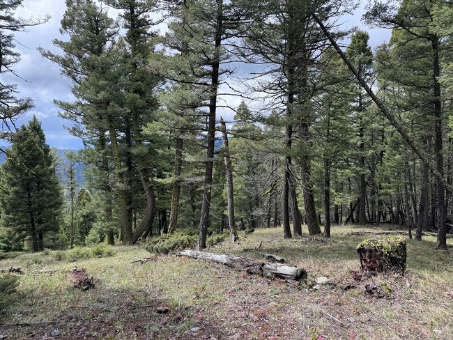 653 Canyon Hollow Lane, Home with 0 bedrooms, 0 bathrooms and null parking in Helmville MT | Image 16