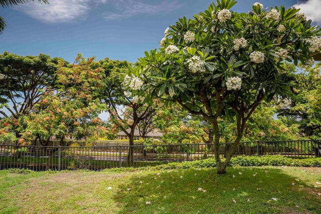 APT-906 - 119 Hoowaiwai Loop, Condo with 2 bedrooms, 2 bathrooms and null parking in Wailuku HI | Image 22